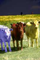 Cows of War