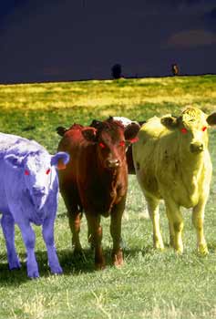 Cows of War