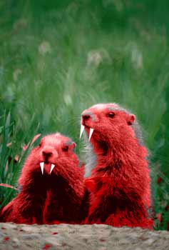 Twin Vampire Gophers