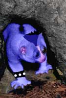 Louis the Lemur