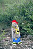Earl the Squirrel