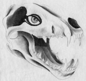 Wolf Skull pencil sketch 2