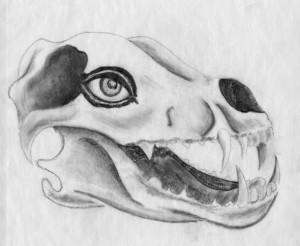 Wolf Skull pencil sketch 1