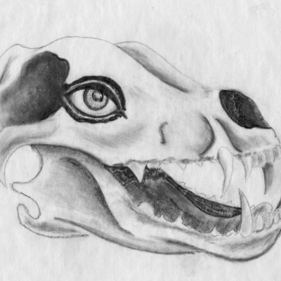 Wolf Skull pencil sketch 1